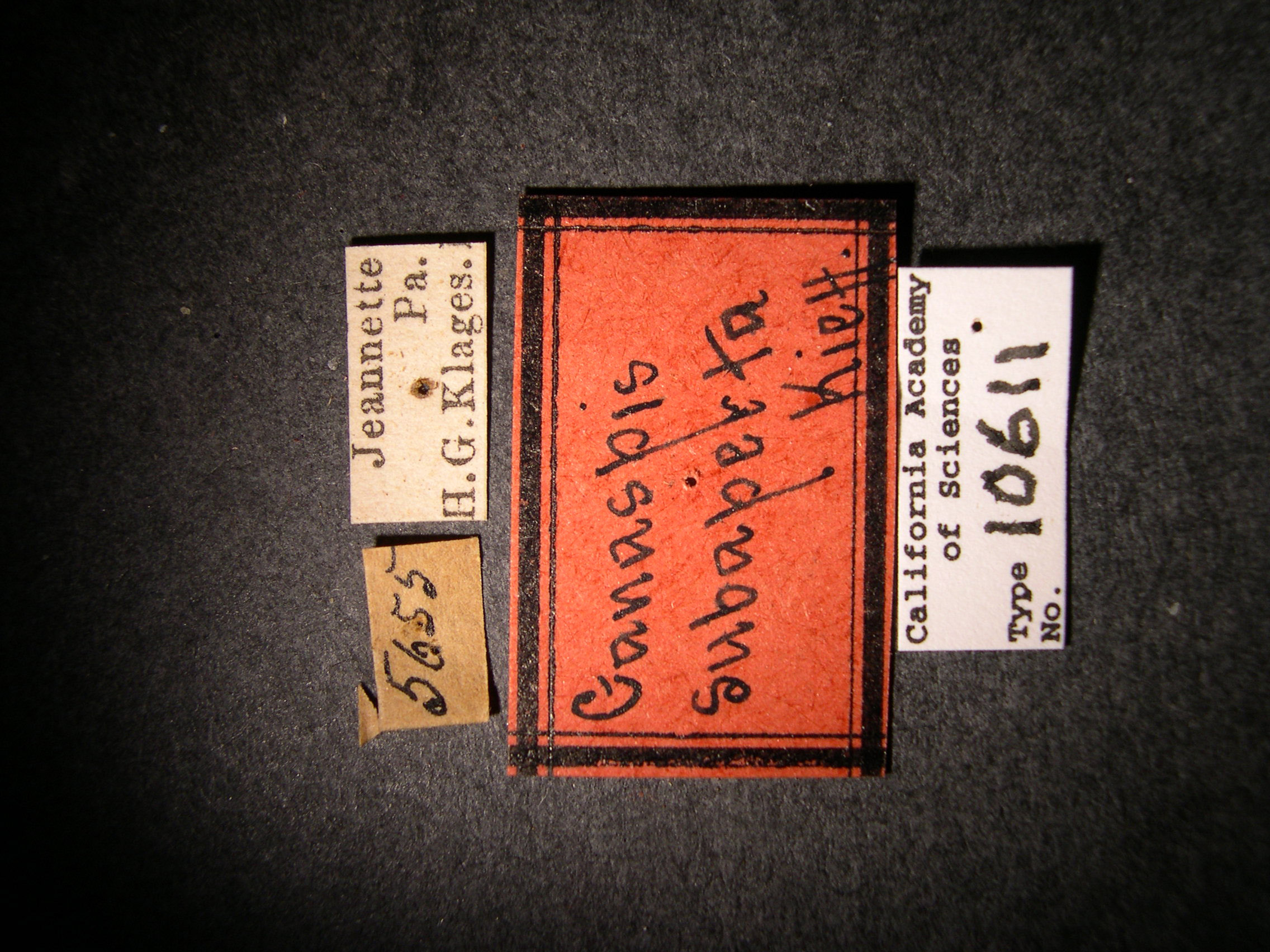 Ganaspis subaperta image