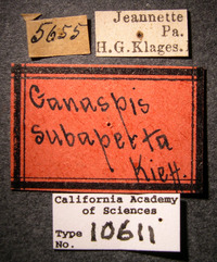 Image of Ganaspis subaperta