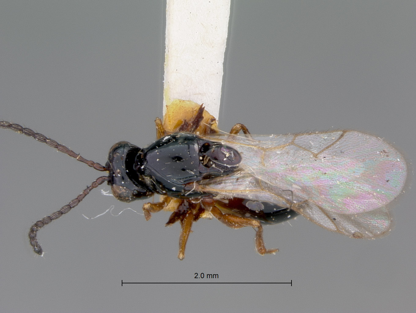 Eucoila sulcatifrons image
