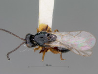 Eucoila sulcatifrons image