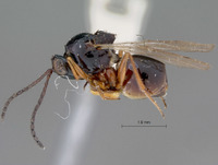 Eucoila sulcatifrons image