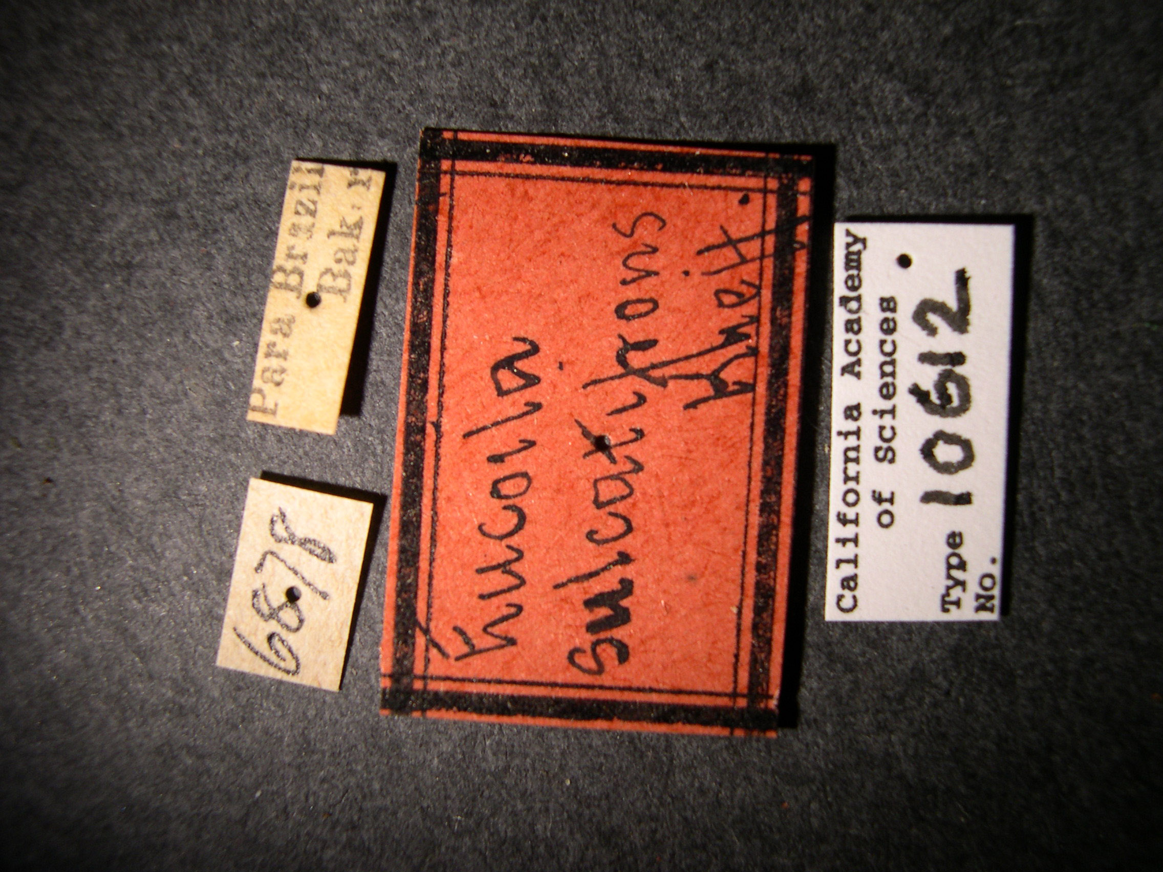 Eucoila sulcatifrons image