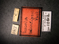 Eucoila sulcatifrons image