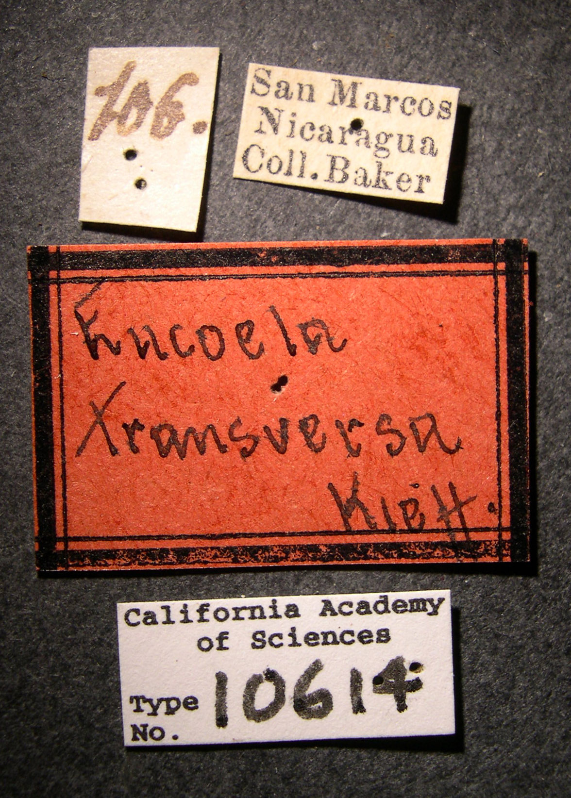 Eucoila transversa image