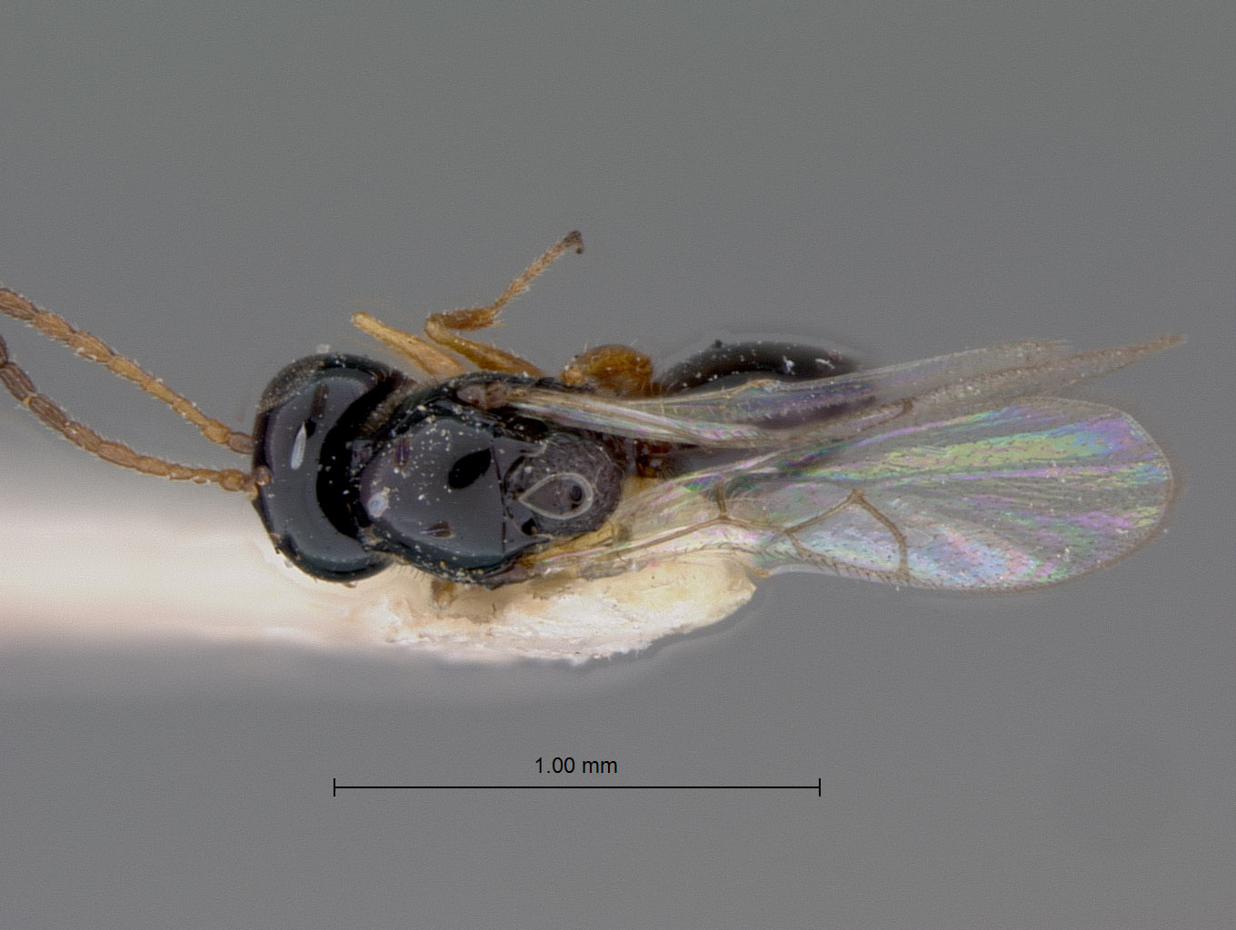 Eucoila transversa image