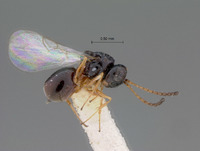 Eucoila transversa image