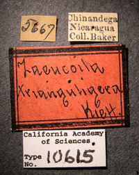 Zaeucoila trianguligera image