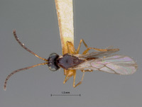 Odonteucoila tricolor image