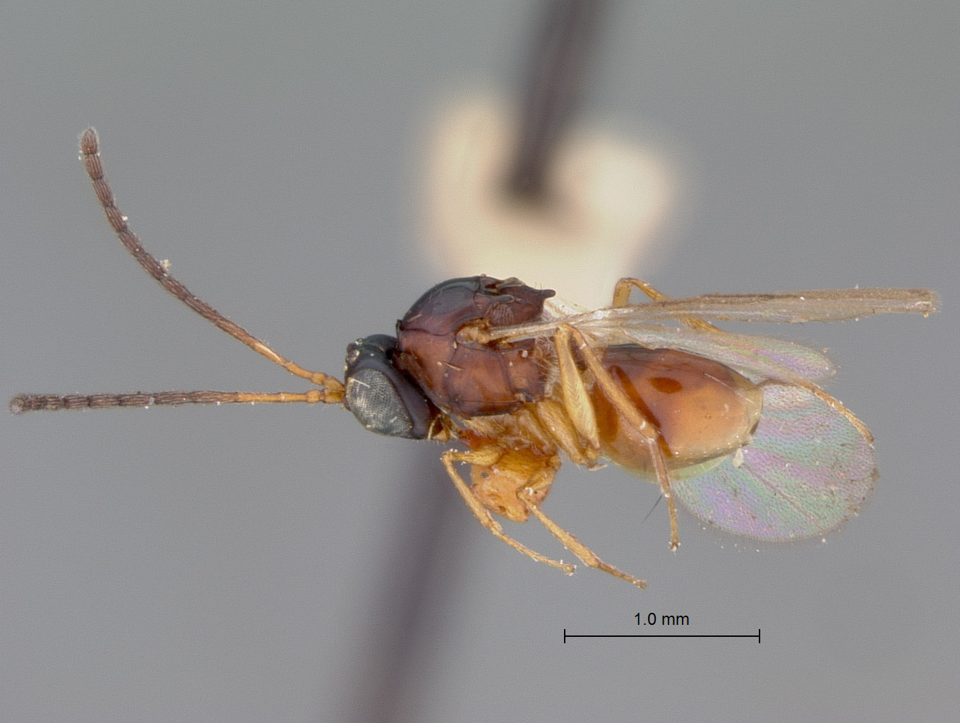 Odonteucoila tricolor image