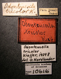 Odonteucoila tricolor image