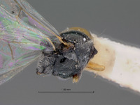 Anacharis tripartita image