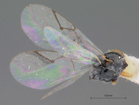 Anacharis tripartita image