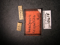 Anacharis tripartita image