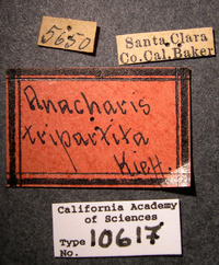 Anacharis tripartita image