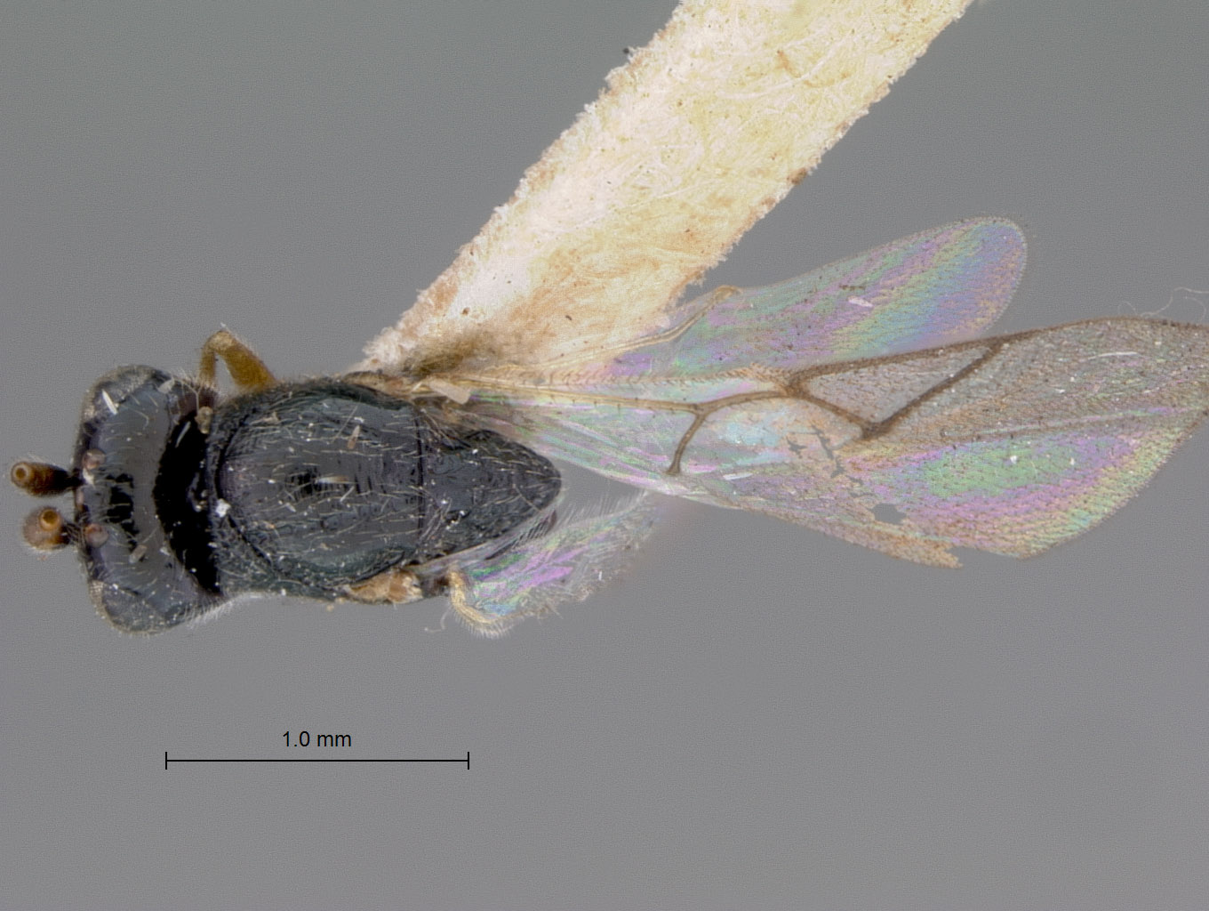 Aegilips trisecta image