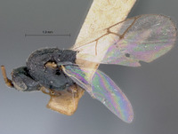 Aegilips trisecta image