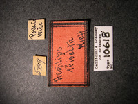 Aegilips trisecta image