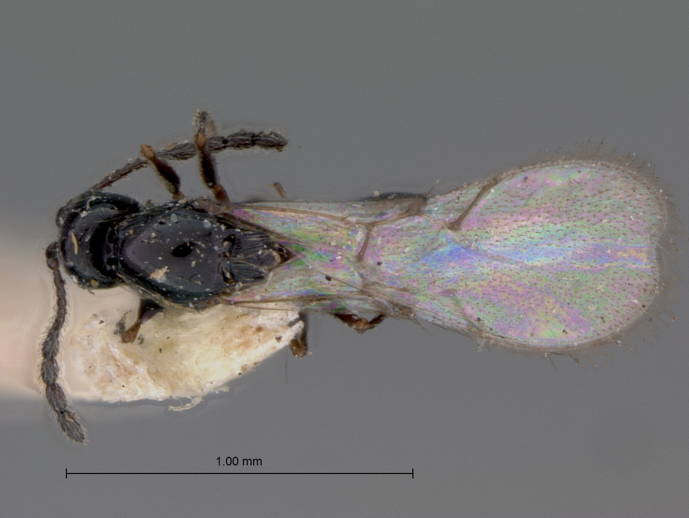 Kleidotoma tristis image