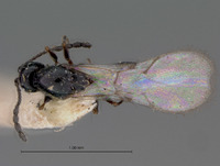 Kleidotoma tristis image