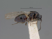 Kleidotoma tristis image