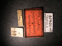 Kleidotoma tristis image