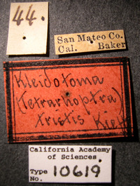 Image of Kleidotoma tristis