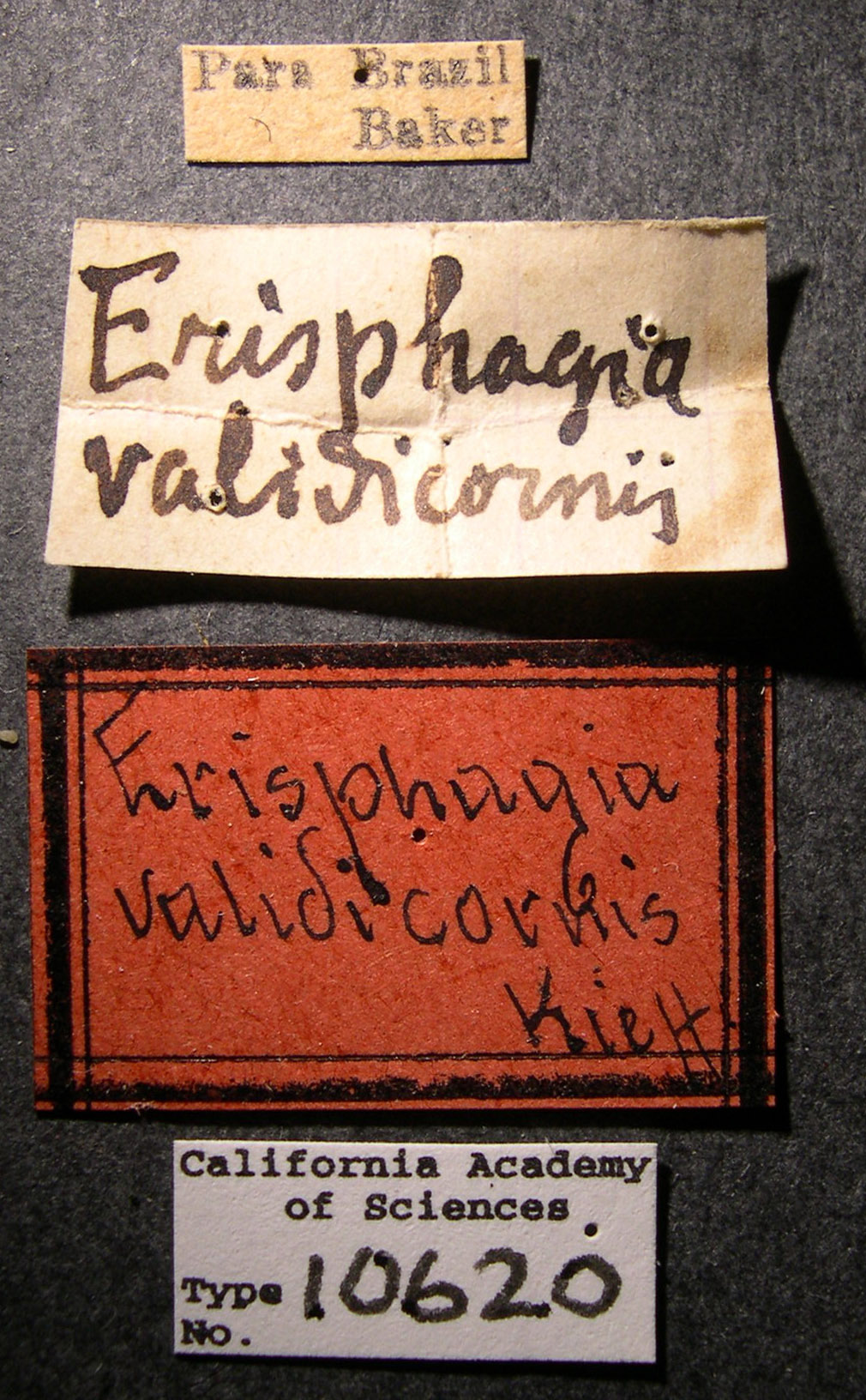 Erisphagia image