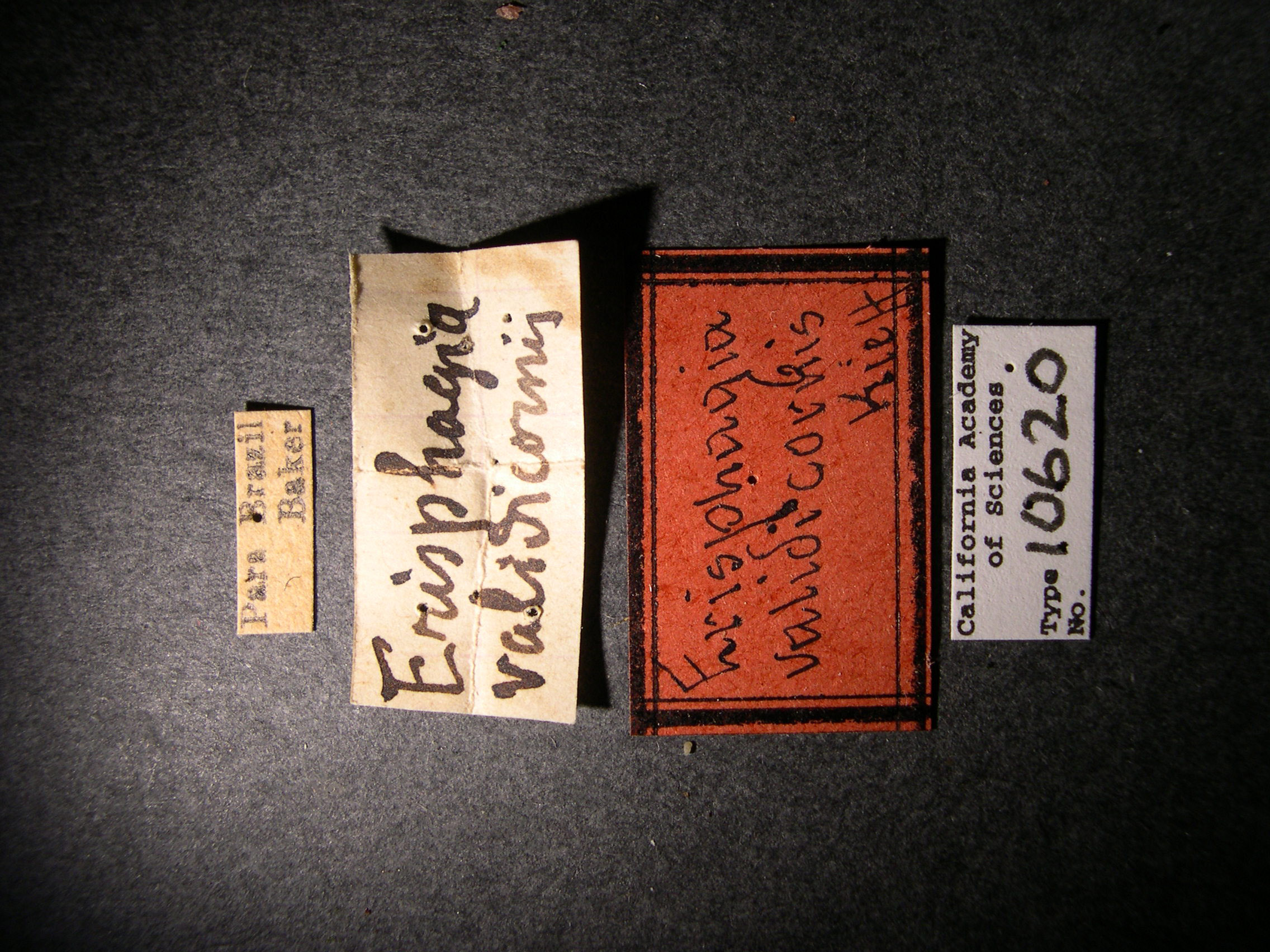 Erisphagia validicornis image