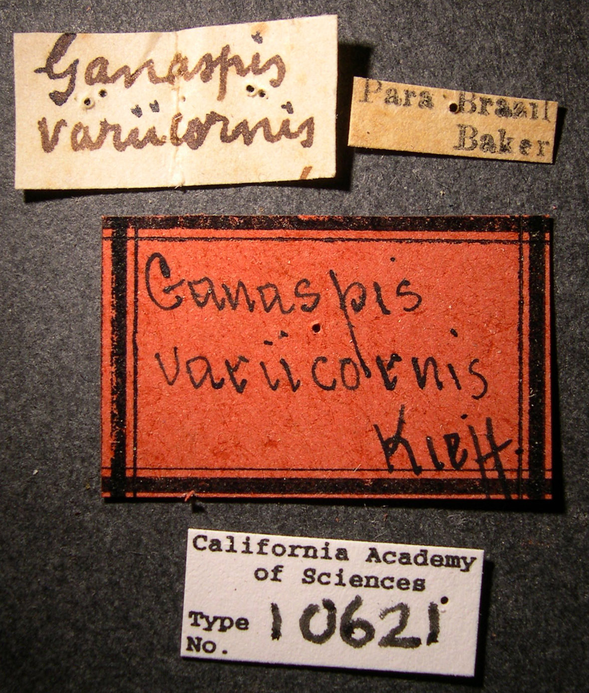 Ganaspis variicornis image