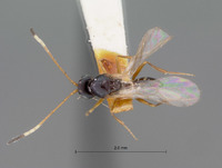 Ganaspis variicornis image