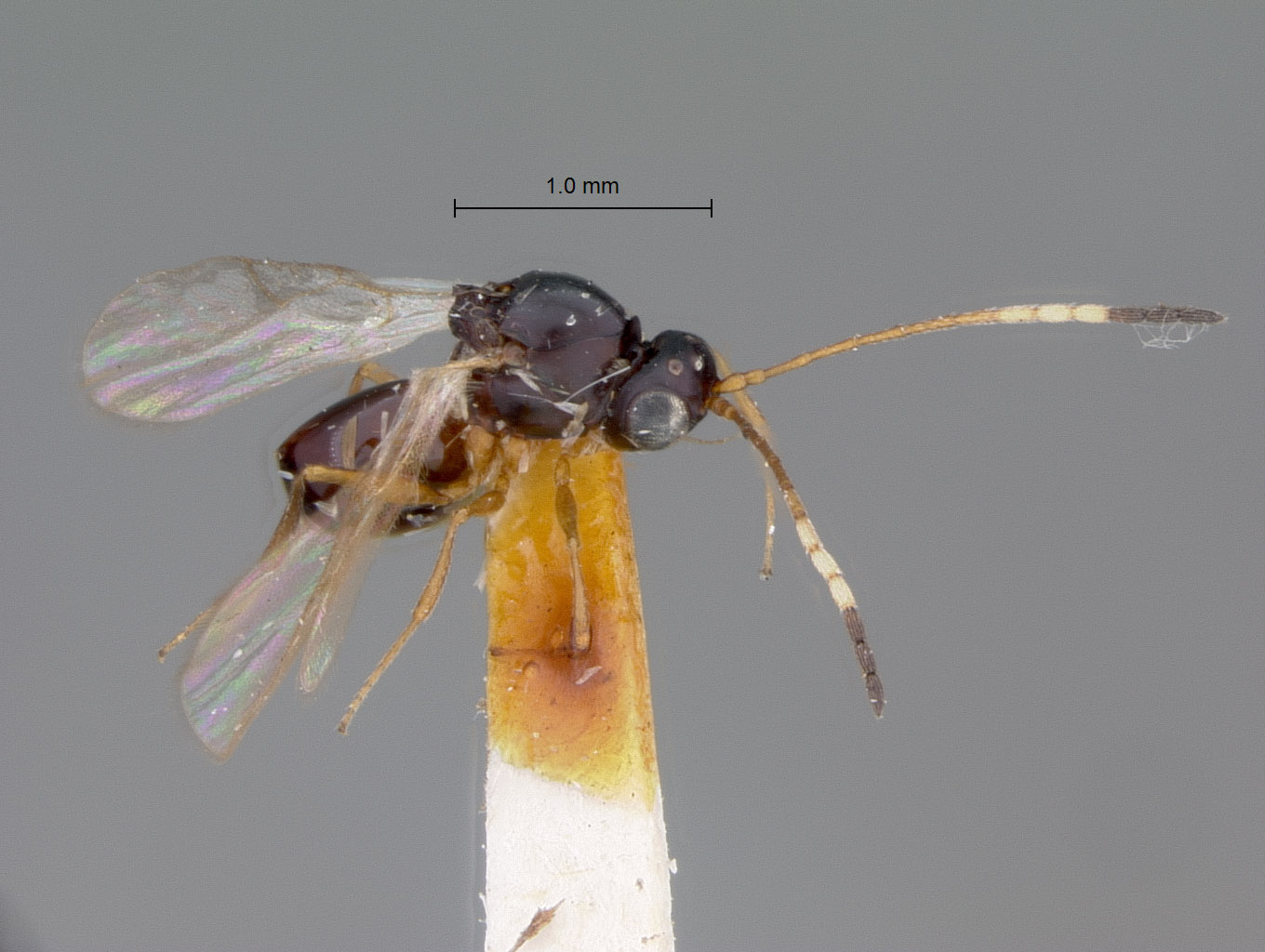 Ganaspis variicornis image