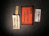 Ganaspis variicornis image