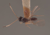 Ganaspis variicornis image