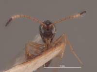 Ganaspis variicornis image