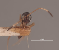 Image of Ganaspis variicornis