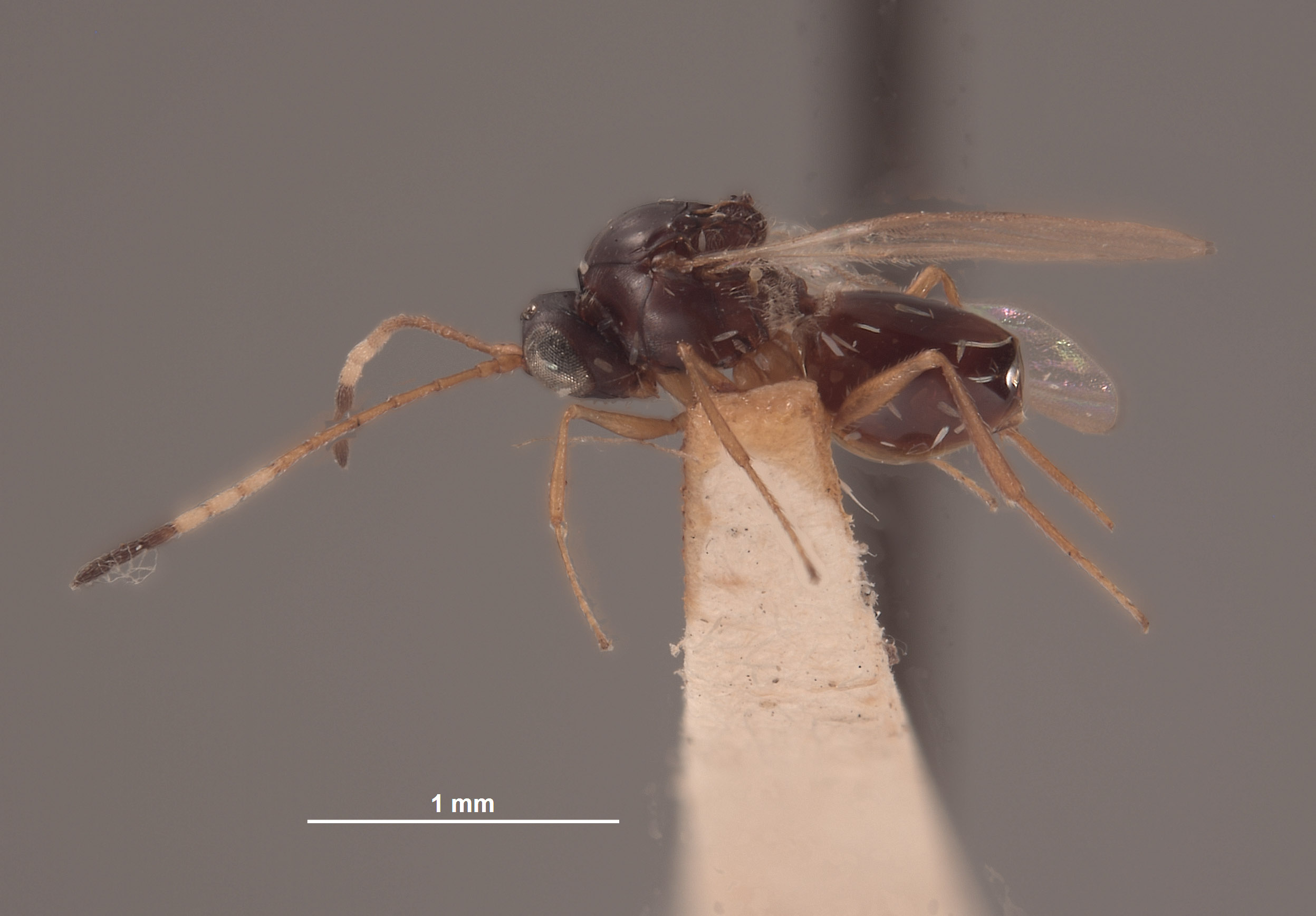 Ganaspis variicornis image