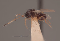 Ganaspis variicornis image