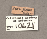 Ganaspis variicornis image