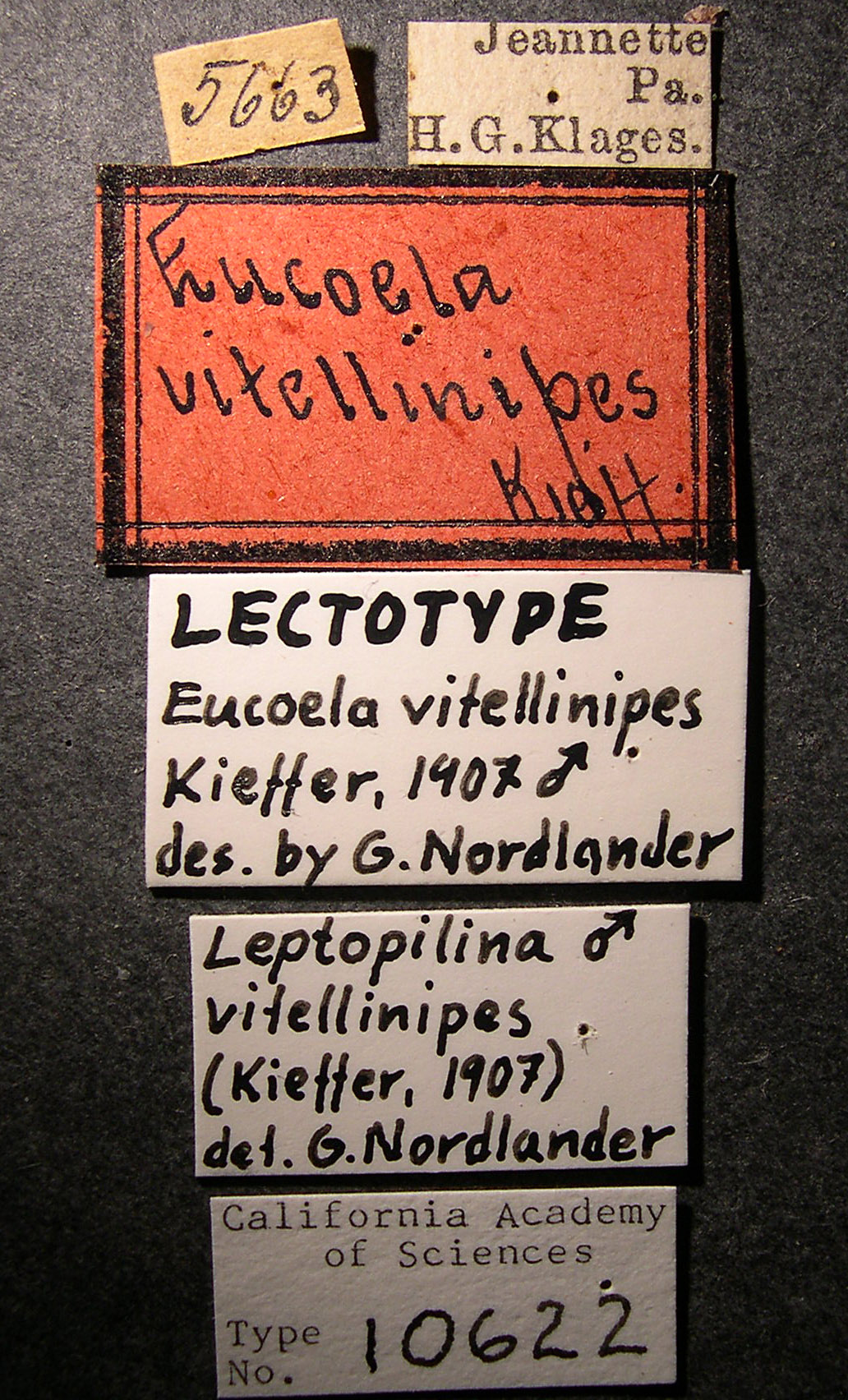 Eucoela vitellinipes image