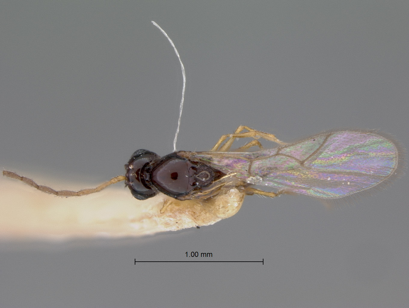 Eucoela vitellinipes image