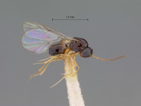 Eucoela vitellinipes image