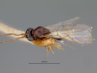 Eucoela xanthotoma image