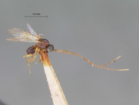 Eucoela xanthotoma image