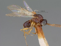 Eucoela xanthotoma image