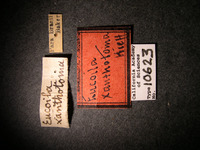 Eucoela xanthotoma image