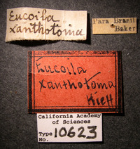 Eucoela xanthotoma image