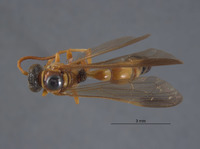 Pseudoplisus tanythrix image