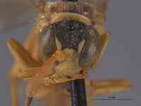 Pseudoplisus tanythrix image