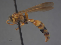 Image of Pseudoplisus tanythrix