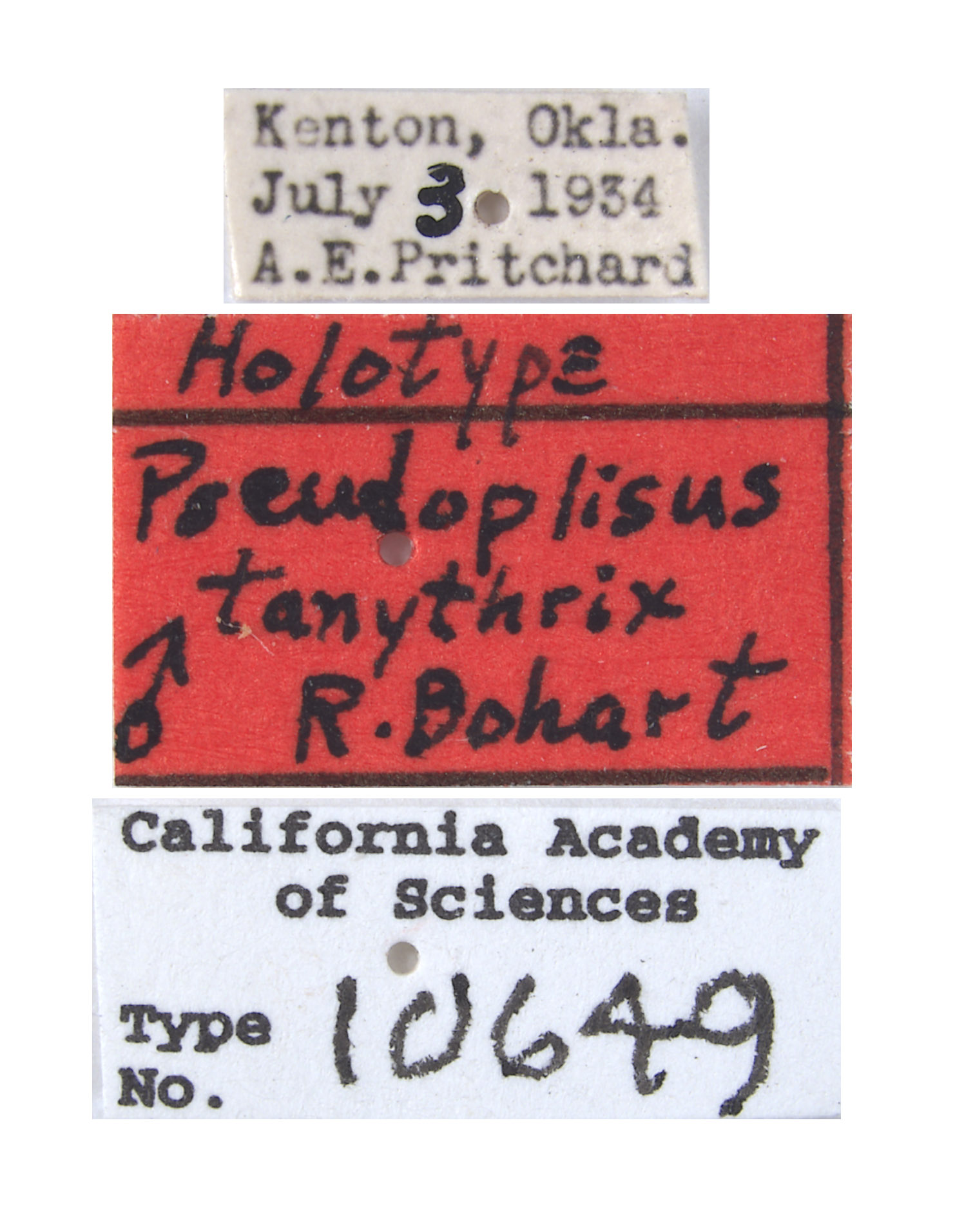 Pseudoplisus tanythrix image